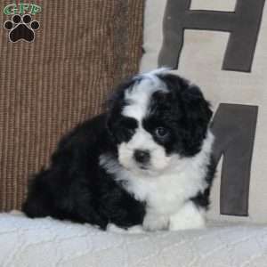 Aloe, Shih Tzu Puppy